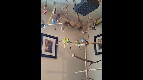 9 Joyful Canadian Budgies