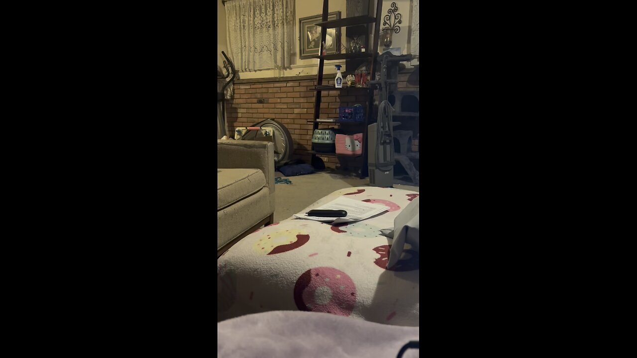 cat playing fetch