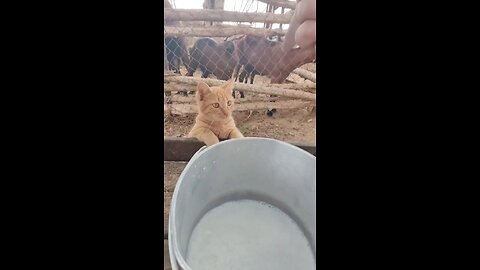Fresh milk directly from the source. [📹germanbella2022]