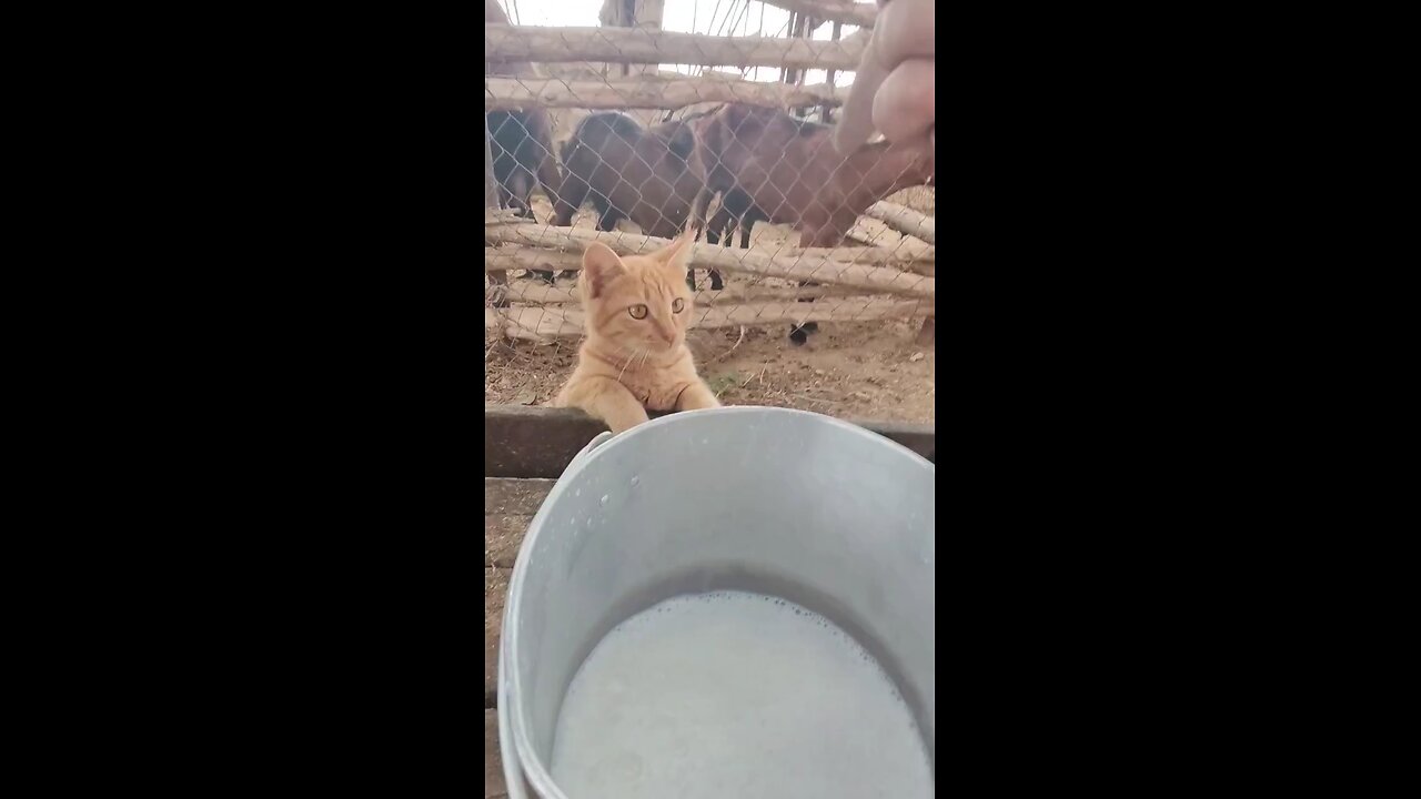 Fresh milk directly from the source. [📹germanbella2022]