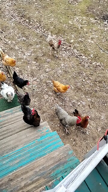 Chicken's 🐔 snack time
