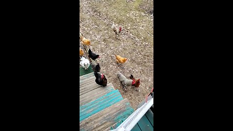 Chicken's 🐔 snack time