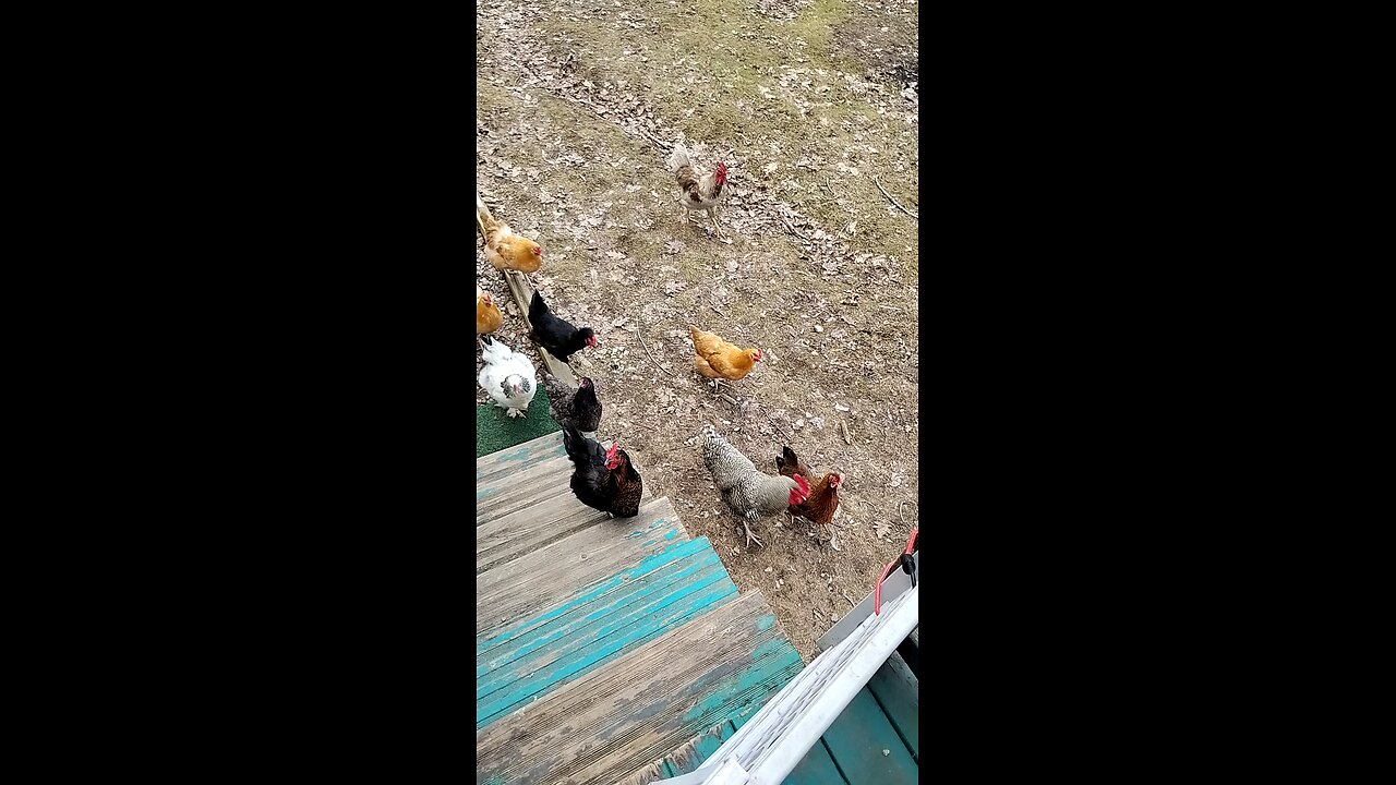 Chicken's 🐔 snack time