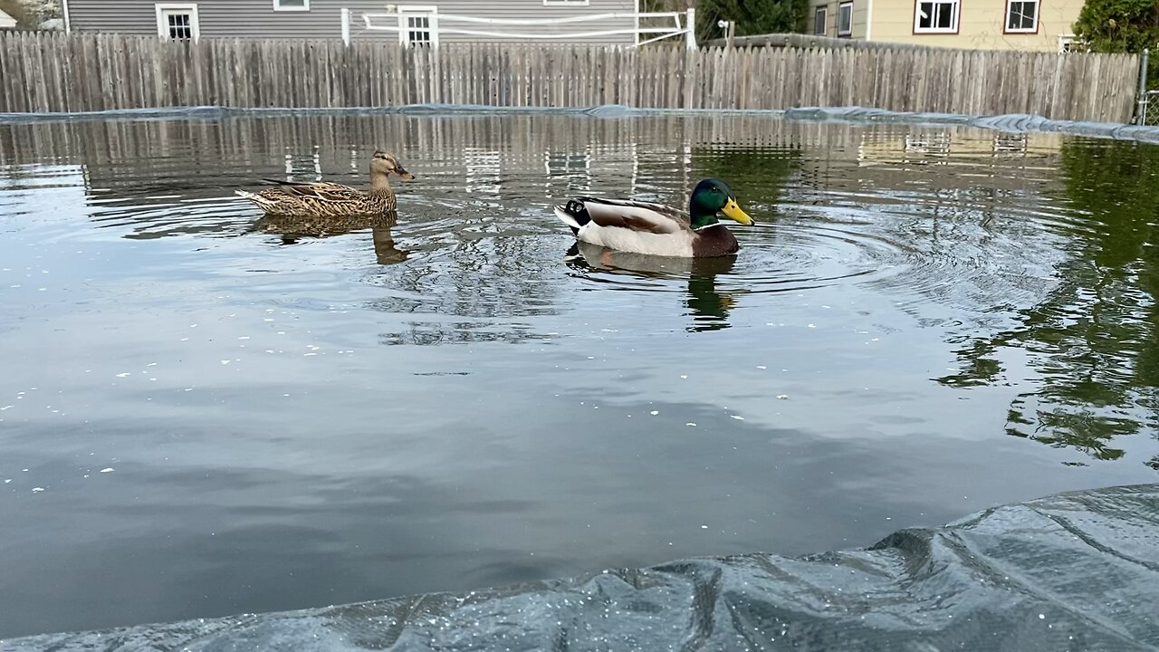 Ducks 🦆 by Jack the Irish wolfhound