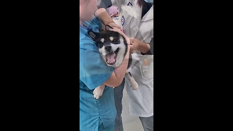 funny animal