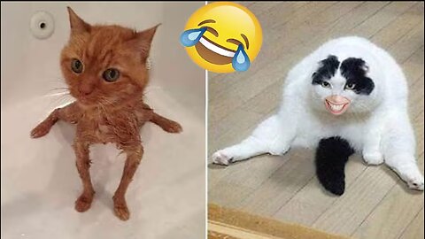 Funny animal videos - Funny cats/dogs - Funny animals