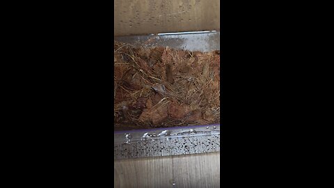 flooring material for the tortoise