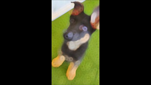 Thor - German Shephard