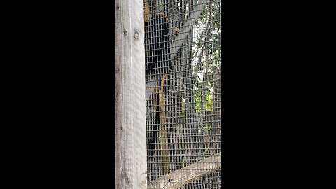 Golden-headed Lion Tamarin 🐒 #shorts #viral #trending #primate #monkey #followme