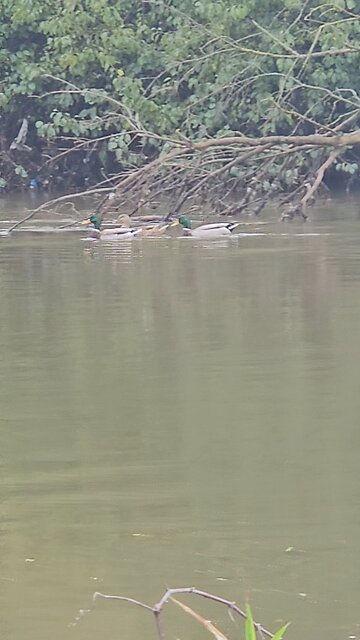 3 Ducks With a 4th Trailing