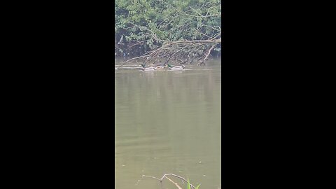3 Ducks With a 4th Trailing