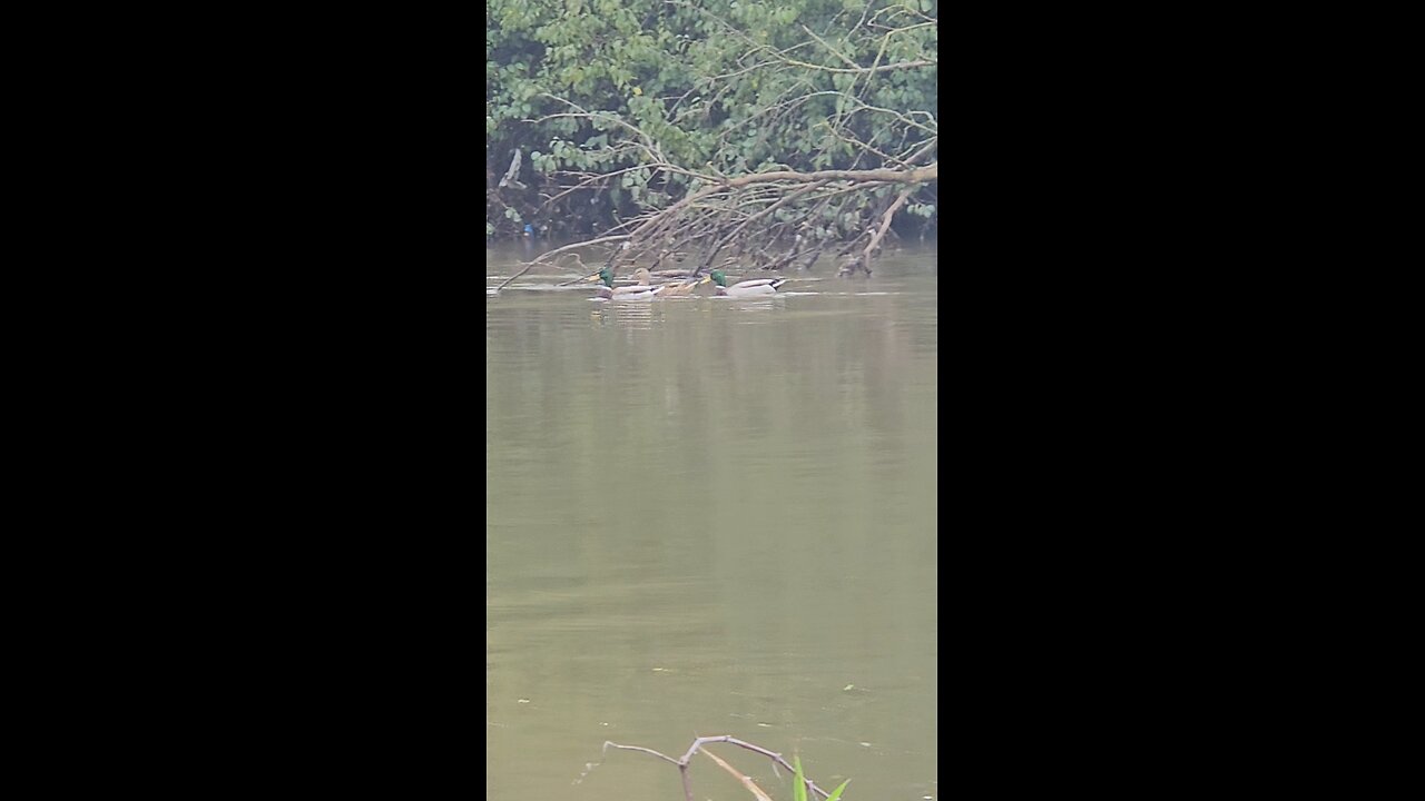 3 Ducks With a 4th Trailing