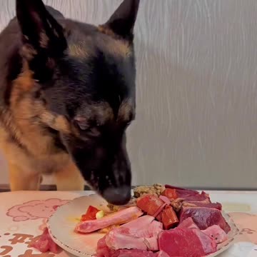 "Dog Food Challenge: How to Make Your Furry Friend Love Eating"