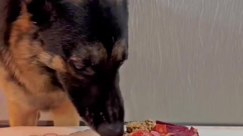 "Dog Food Challenge: How to Make Your Furry Friend Love Eating"