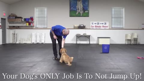 Viral: Teach Your Dog To Stop Jumping Up In 4 Simple Steps!