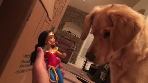 golden retriver vs giant gummy warm