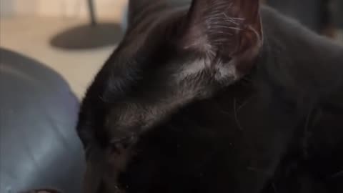 Cute Precious Piper is a Face Washing Lap Cat - Adopting a Cat from a Shelter Vlog #shorts