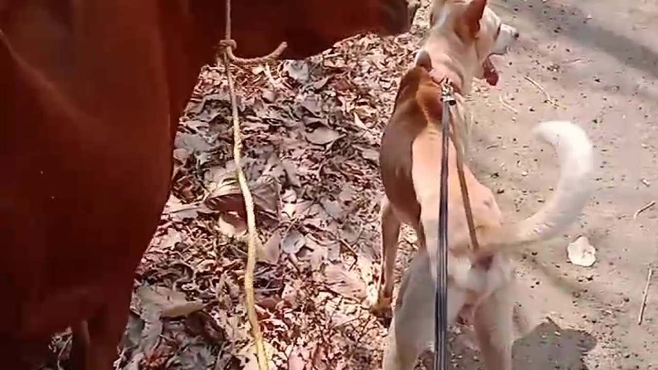 Walking My Dog Alongside A Cow