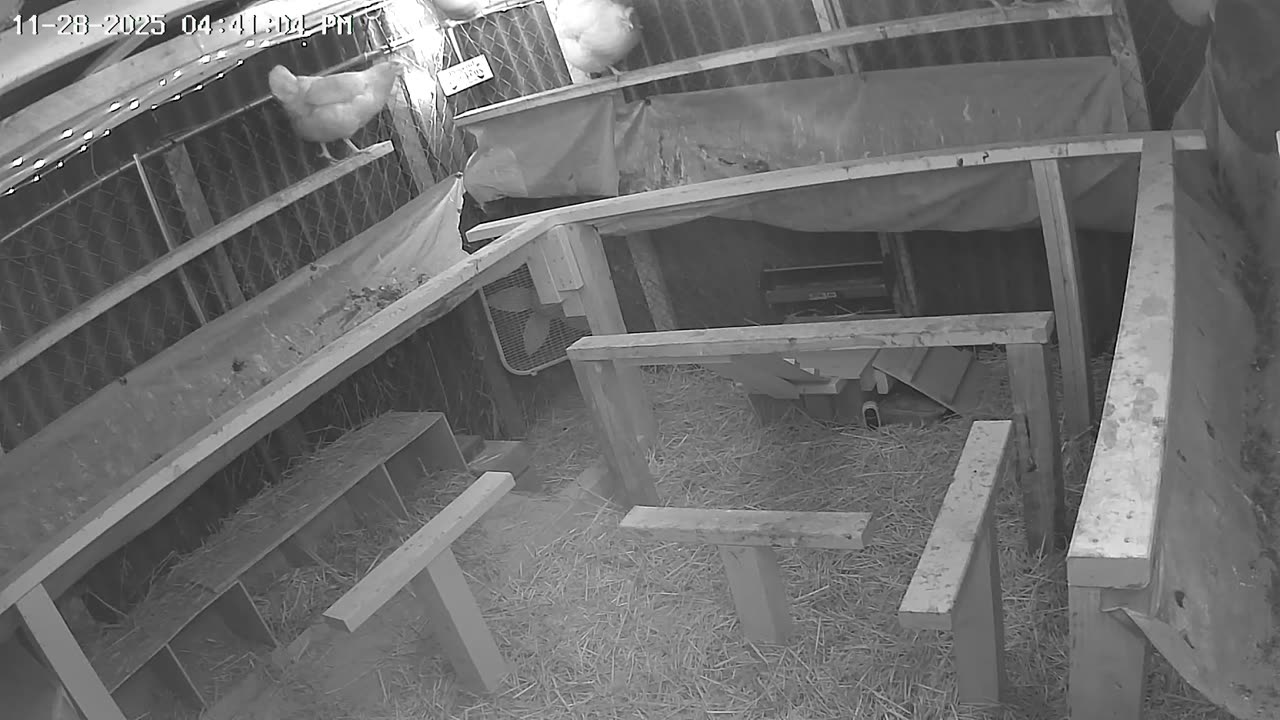 Friday Night Perch Up Cam Part 1