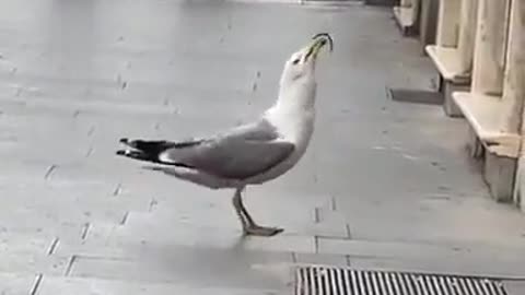 😱🐦 Seagull Swallows a Whole Rat? | TheHauntingHour