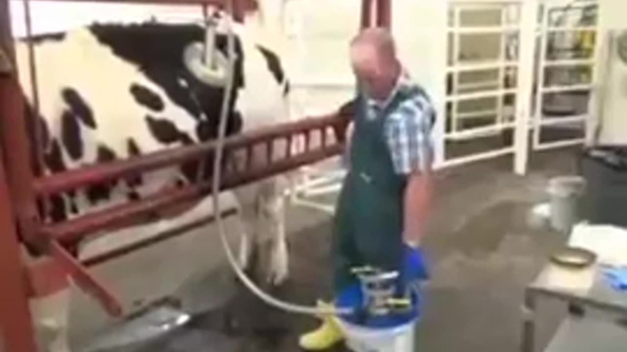 FRANKEN-COW - experiment