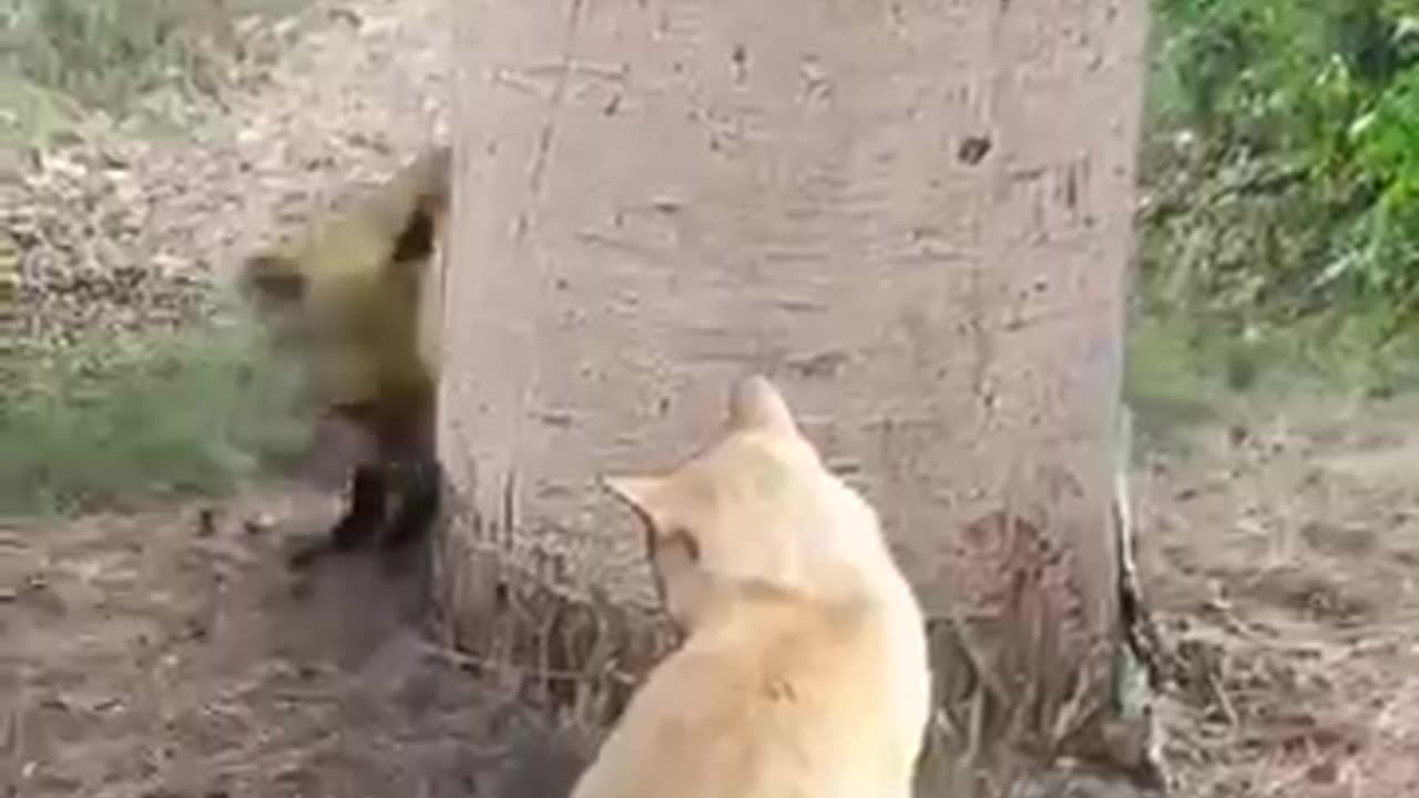Fox vs Cat Exlittlebeans @Catvideo@gingerandpapper
