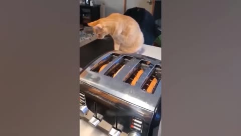 Funny Videos 2025 Funniest Dogs and Cats