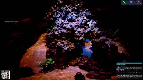24/7 Real Live Reef Stream