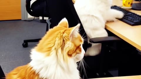 Cats are working at the computer in the office.