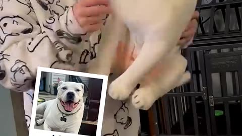 A Way For Kids To Hug Their Pets Again | MyPetsies©