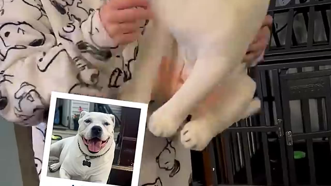 A Way For Kids To Hug Their Pets Again | MyPetsies©