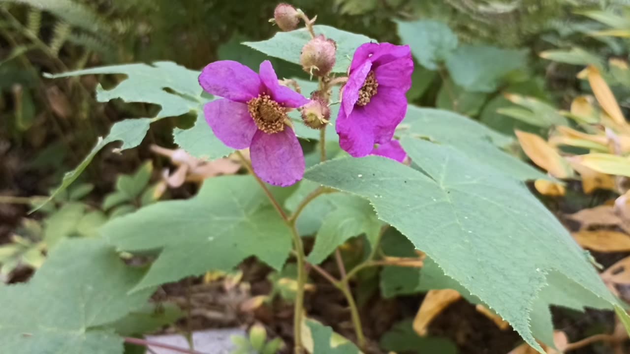 Flowering Raspberry