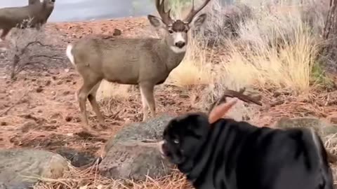 Adorable Animal Alert: Hopping Around in the Snow!