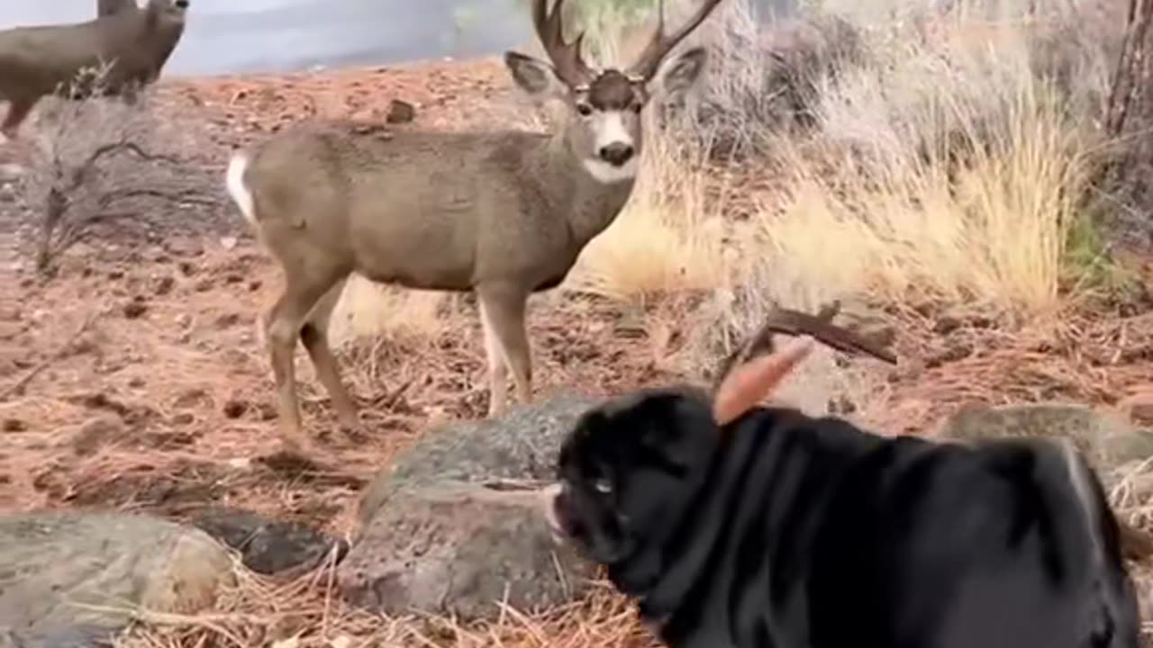 Adorable Animal Alert: Hopping Around in the Snow!