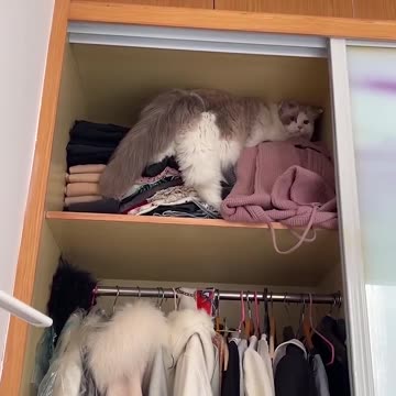 130 Funny Cat videos meowing memes cute