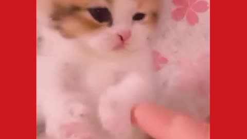 Cute baby kitten meow meow😍