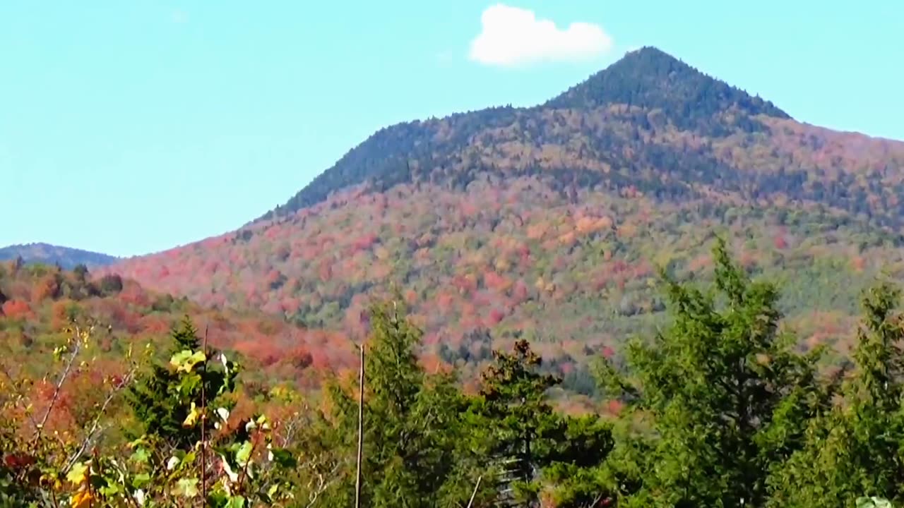 Fall Foliage