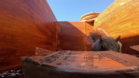Critter cam - Squirrels caught on cam vandalizing Nut ATM.