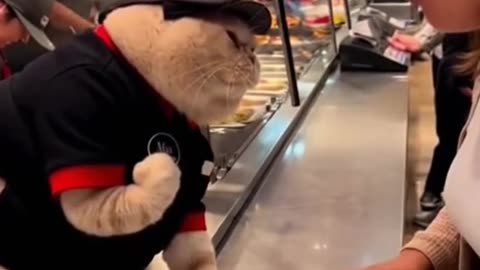 A cat worker does not like to be disrespected