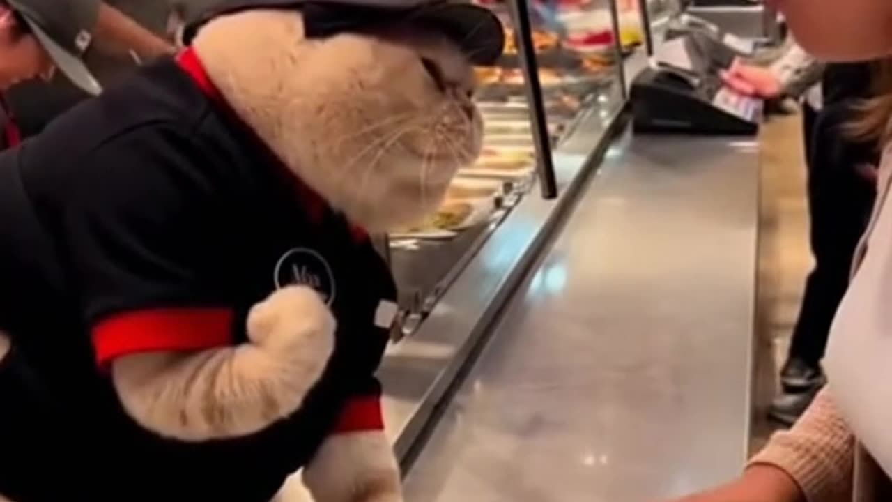 A cat worker does not like to be disrespected