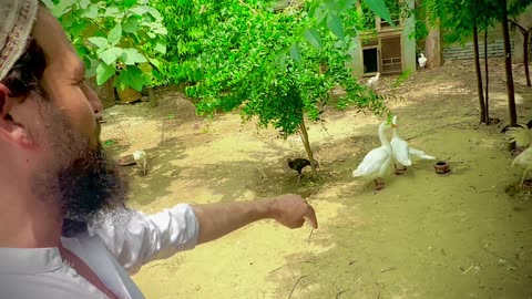 Ducks in aseel khan farm