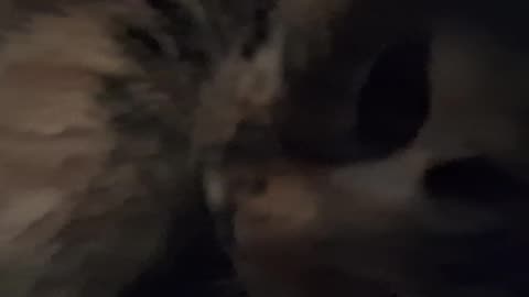 Cat Becomes a Brushed-Mogul: Belly Reveals, Pure Purrs