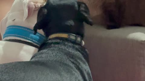 Cat Gives Pitbull a Bath