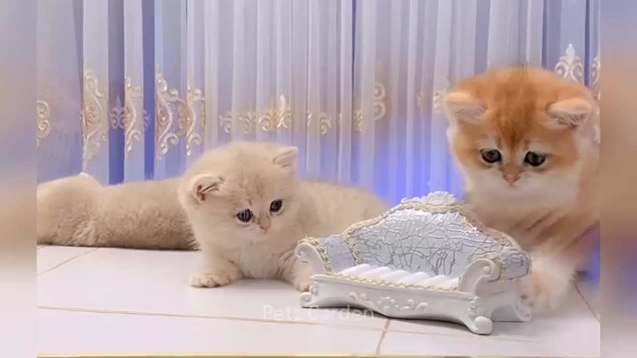 Funniest Animals 2025 π€£π
New Funny Cats and Dogs Videos πΈπΆ Part 1