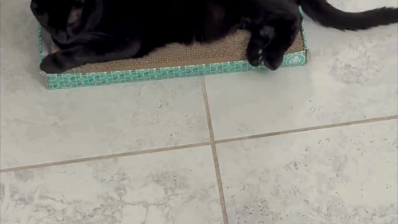 Cute Precious Piper Must Be Wearing Ear Buds - My Adopted Shelter Cat Vlog #shorts