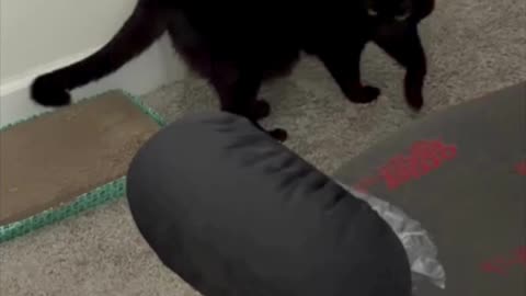 Cute Precious Piper Makes Her Rounds in the Office - My Adopted Shelter Cat Vlog. #shorts