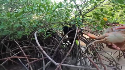 Adventure in the Mangroves | Crab Hunting Fun - Part 3