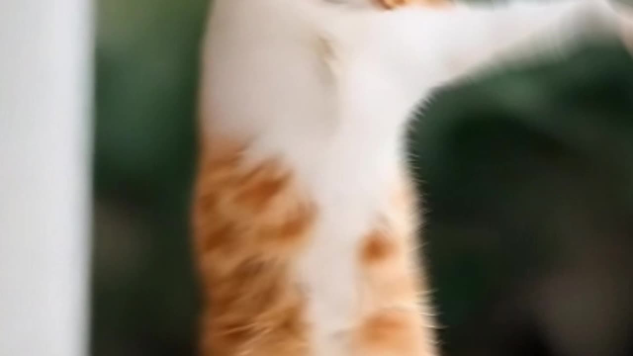 The cat is dancing So enchanting