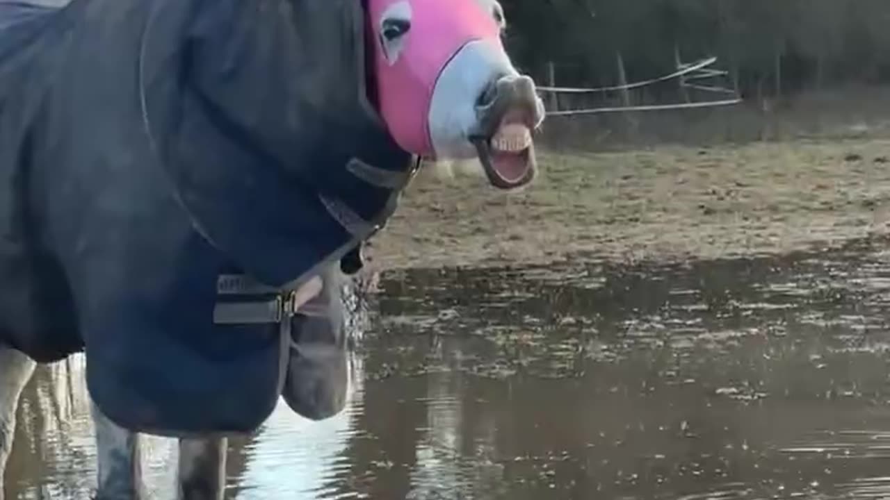 Masked Horse Has Silly Malfunction