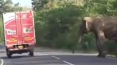 Humanity Touches Deep (Baby Elephant)